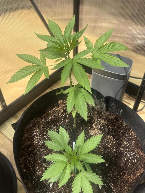 Tropic Gem Texas Green House Grow. Week 2