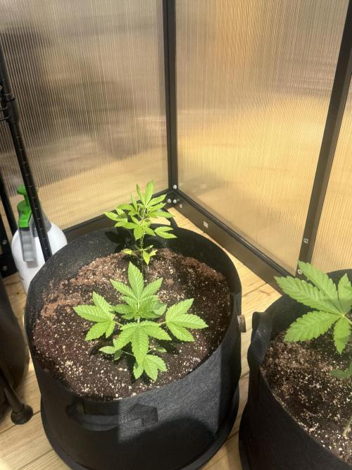 Tropic Gem Texas Green House Grow. Week 2