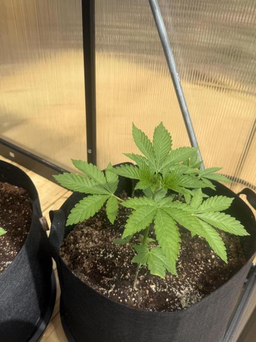 Tropic Gem Texas Green House Grow. Week 2