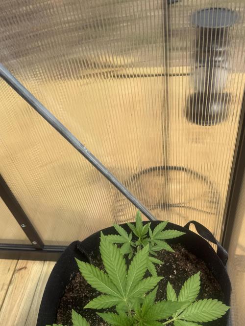 Tropic Gem Texas Green House Grow. Week 2