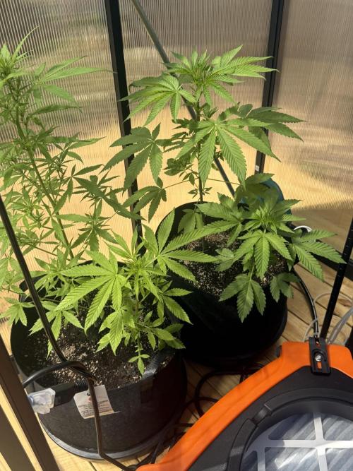 Tropic Gem Texas Green House Grow. Week 4