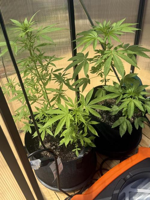 Tropic Gem Texas Green House Grow. Week 4