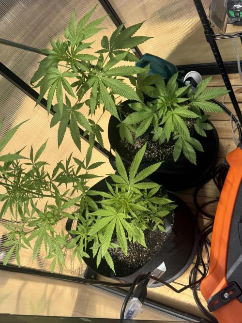 Tropic Gem Texas Green House Grow. Week 4