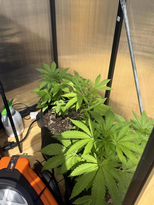 Tropic Gem Texas Green House Grow. Week 4
