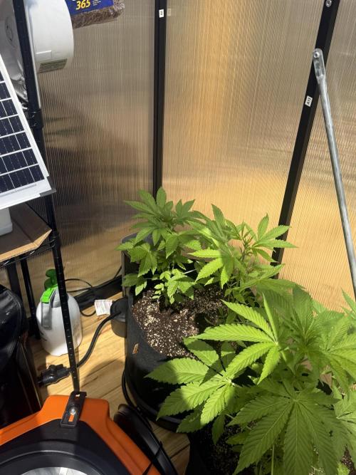 Tropic Gem Texas Green House Grow. Week 4