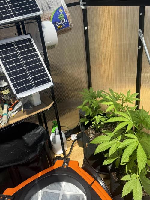 Tropic Gem Texas Green House Grow. Week 4