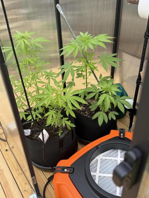 Tropic Gem Texas Green House Grow. Week 4