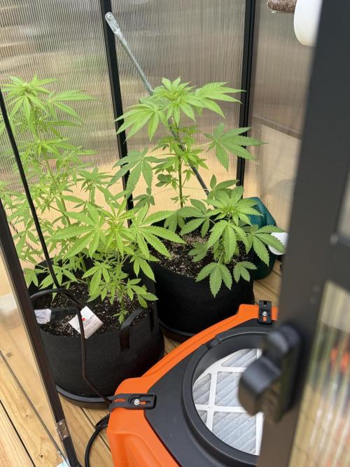 Tropic Gem Texas Green House Grow. Week 4