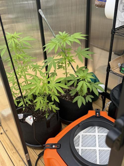 Tropic Gem Texas Green House Grow. Week 4