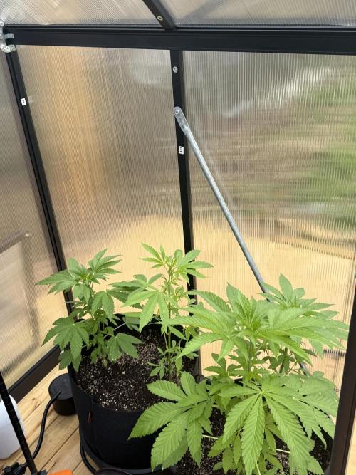 Tropic Gem Texas Green House Grow. Week 4