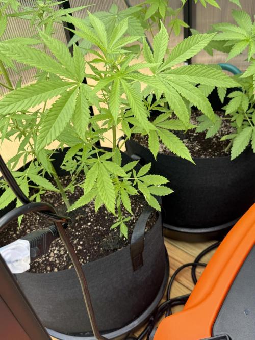 Tropic Gem Texas Green House Grow. Week 4