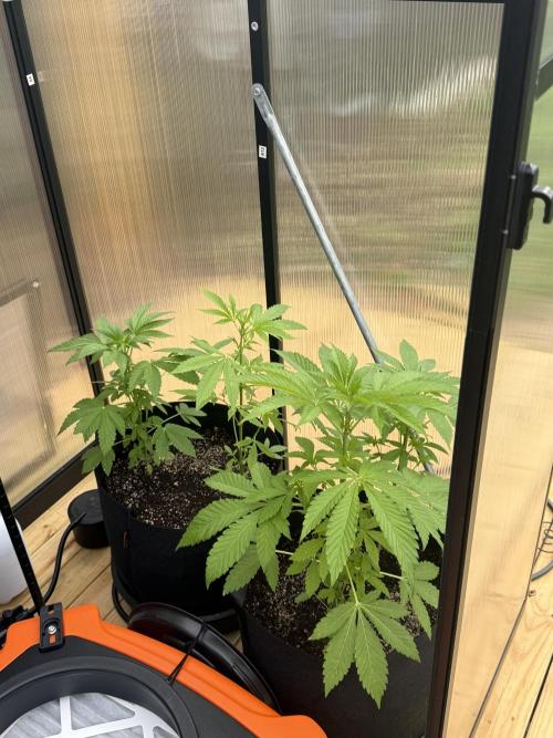 Tropic Gem Texas Green House Grow. Week 4