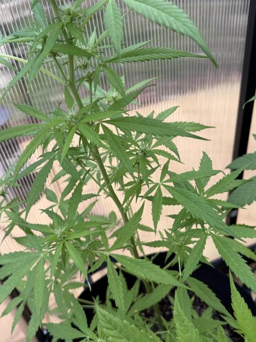 Tropic Gem Texas Green House Grow. Week 4