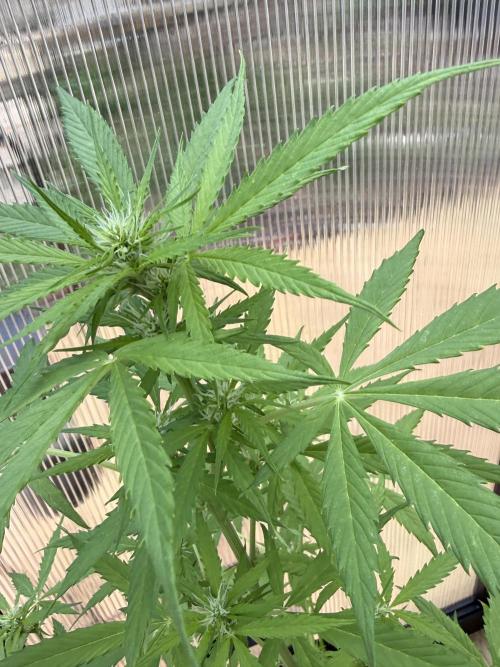 Tropic Gem Texas Green House Grow. Week 4