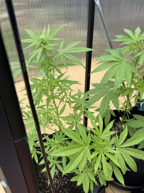 Tropic Gem Texas Green House Grow. Week 4