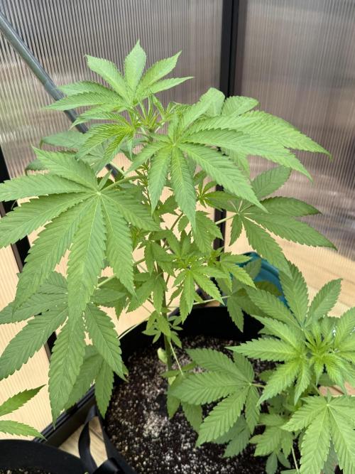 Tropic Gem Texas Green House Grow. Week 4