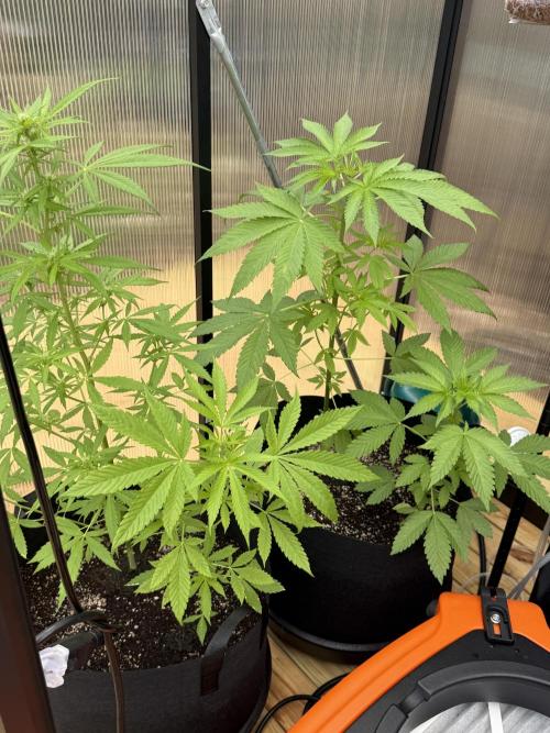 Tropic Gem Texas Green House Grow. Week 4