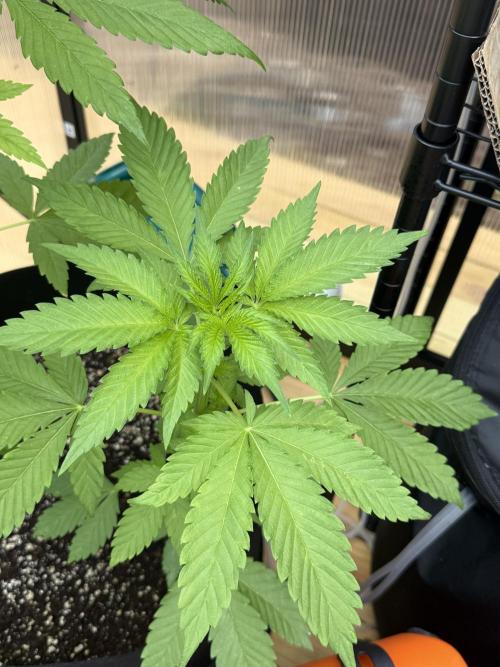 Tropic Gem Texas Green House Grow. Week 4