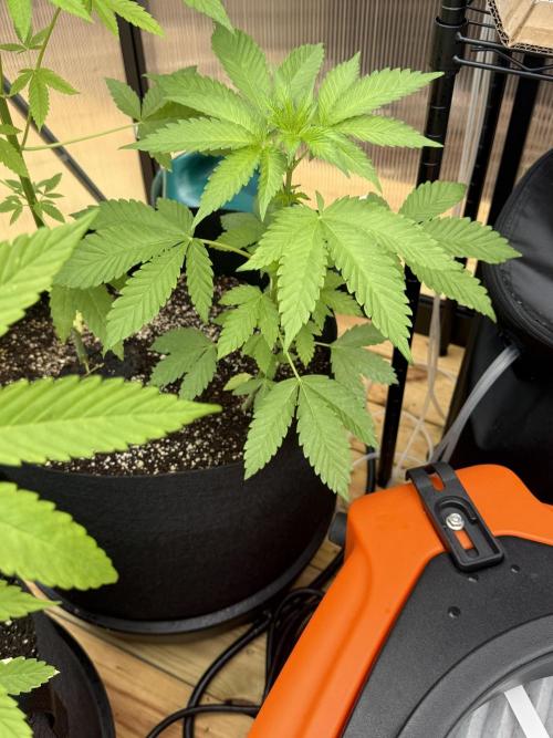 Tropic Gem Texas Green House Grow. Week 4