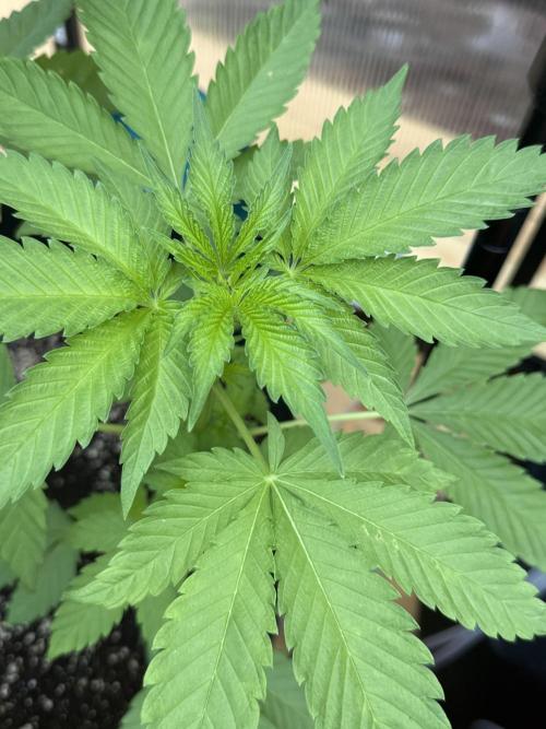 Tropic Gem Texas Green House Grow. Week 4