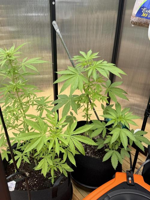 Tropic Gem Texas Green House Grow. Week 4