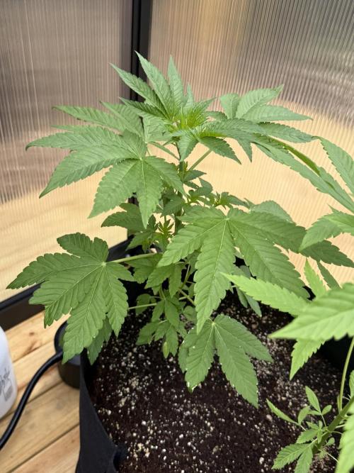 Tropic Gem Texas Green House Grow. Week 4