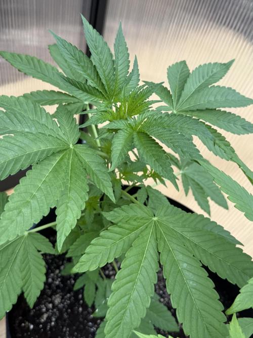 Tropic Gem Texas Green House Grow. Week 4