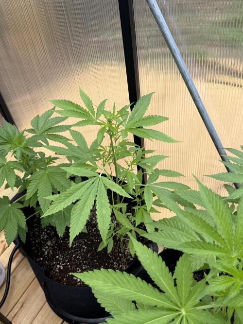 Tropic Gem Texas Green House Grow. Week 4