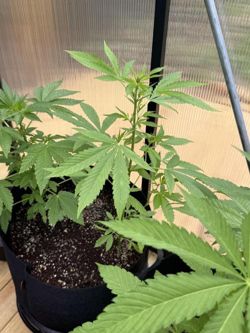 Tropic Gem Texas Green House Grow. Week 4