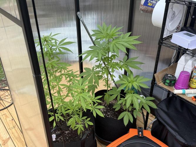 Tropic Gem Texas Green House Grow. Week 5