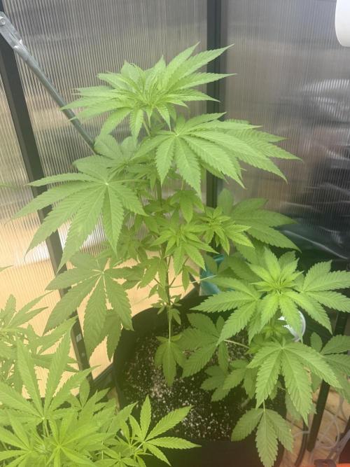 Tropic Gem Texas Green House Grow. Week 5