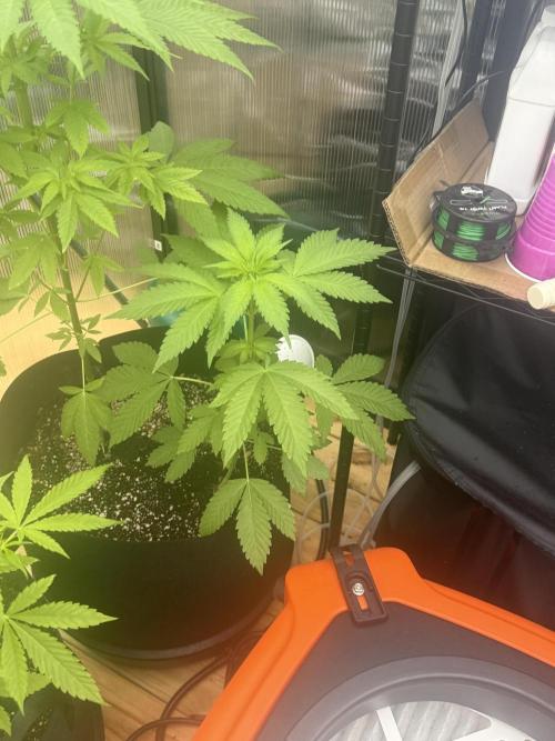 Tropic Gem Texas Green House Grow. Week 5
