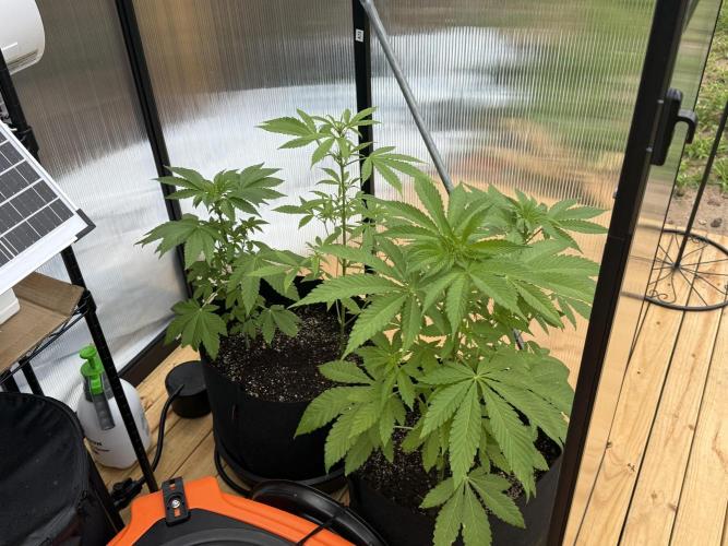 Tropic Gem Texas Green House Grow. Week 5