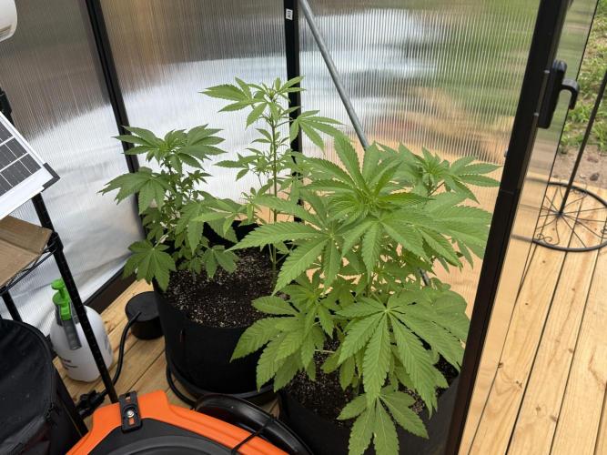 Tropic Gem Texas Green House Grow. Week 5