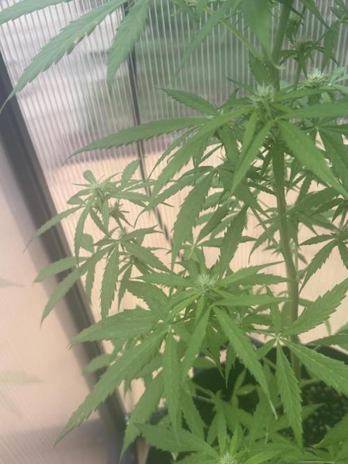 Tropic Gem Texas Green House Grow. Week 5