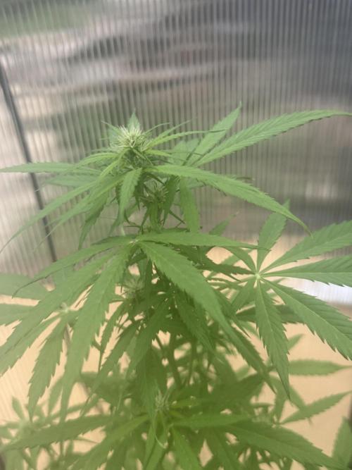 Tropic Gem Texas Green House Grow. Week 5
