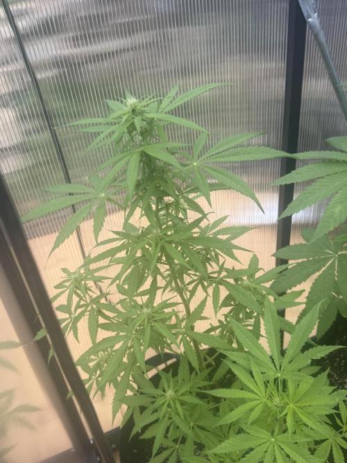 Tropic Gem Texas Green House Grow. Week 5