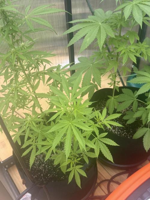 Tropic Gem Texas Green House Grow. Week 5