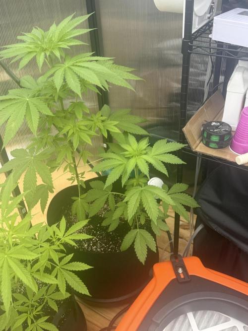 Tropic Gem Texas Green House Grow. Week 5