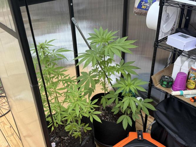 Tropic Gem Texas Green House Grow. Week 5