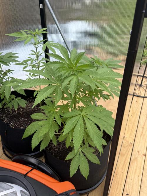 Tropic Gem Texas Green House Grow. Week 5