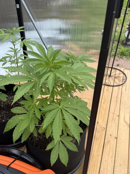 Tropic Gem Texas Green House Grow. Week 5