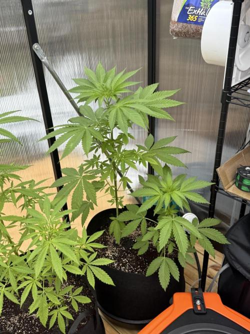 Tropic Gem Texas Green House Grow. Week 5