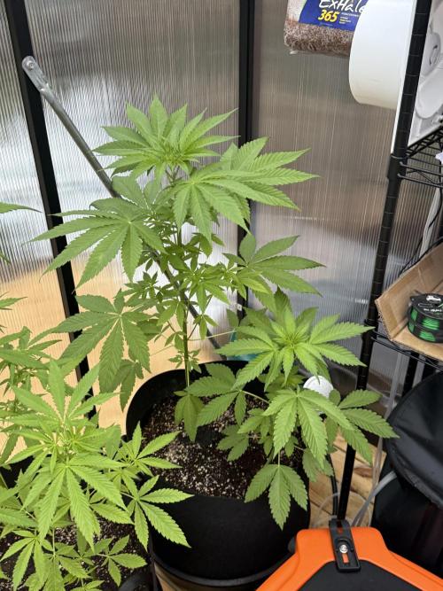 Tropic Gem Texas Green House Grow. Week 5