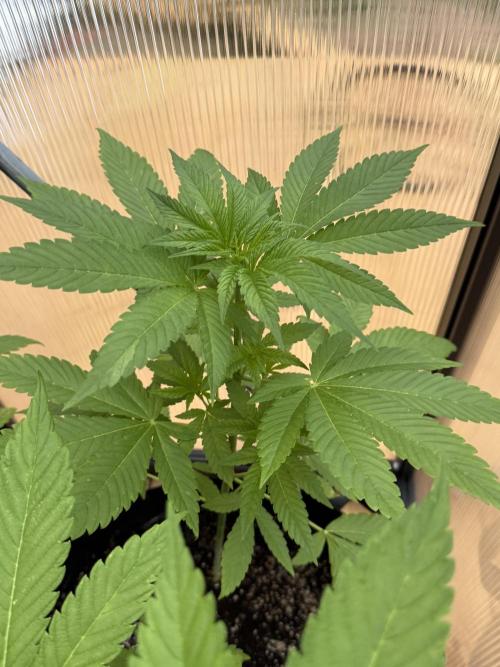 Tropic Gem Texas Green House Grow. Week 5