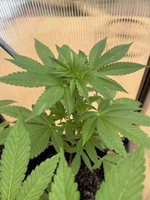 Tropic Gem Texas Green House Grow. Week 5