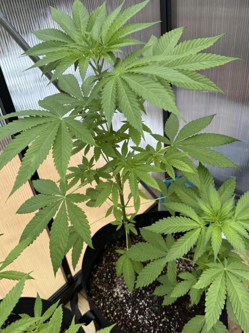 Tropic Gem Texas Green House Grow. Week 5