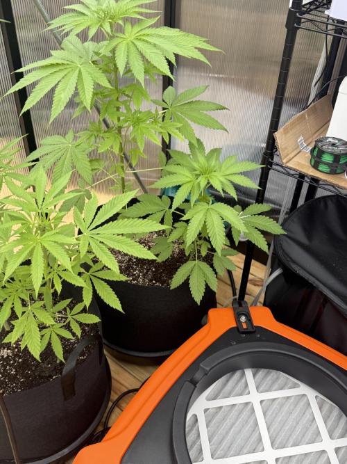 Tropic Gem Texas Green House Grow. Week 5