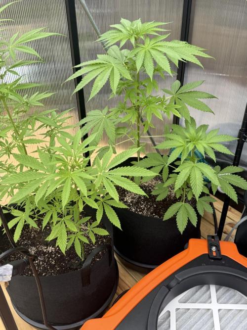 Tropic Gem Texas Green House Grow. Week 5