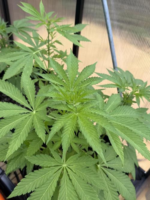 Tropic Gem Texas Green House Grow. Week 5
